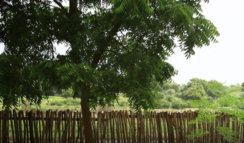 Yala Leopard Lodge Εξωτερικό φωτογραφία